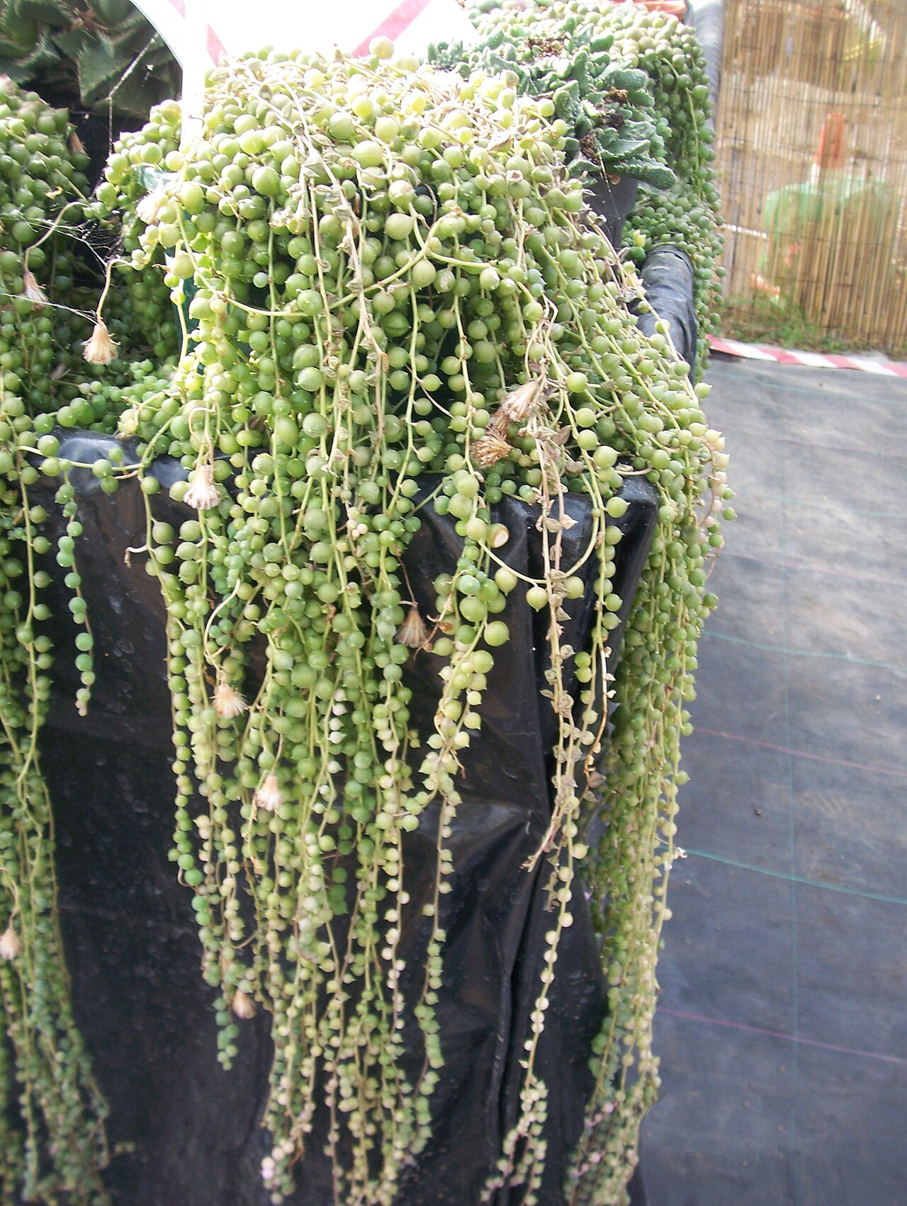 String of Beads (Senecio rowleyanus) (3424158397).jpg