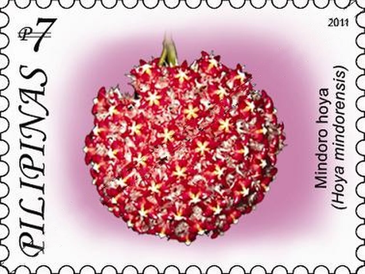 Hoya mindorensis 2011 stamp of the Philippines.jpg