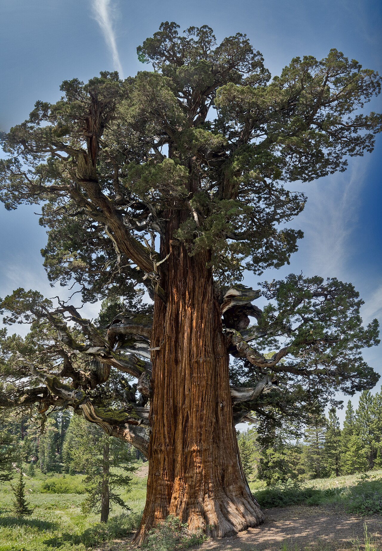 Bennett Juniper south side.jpg