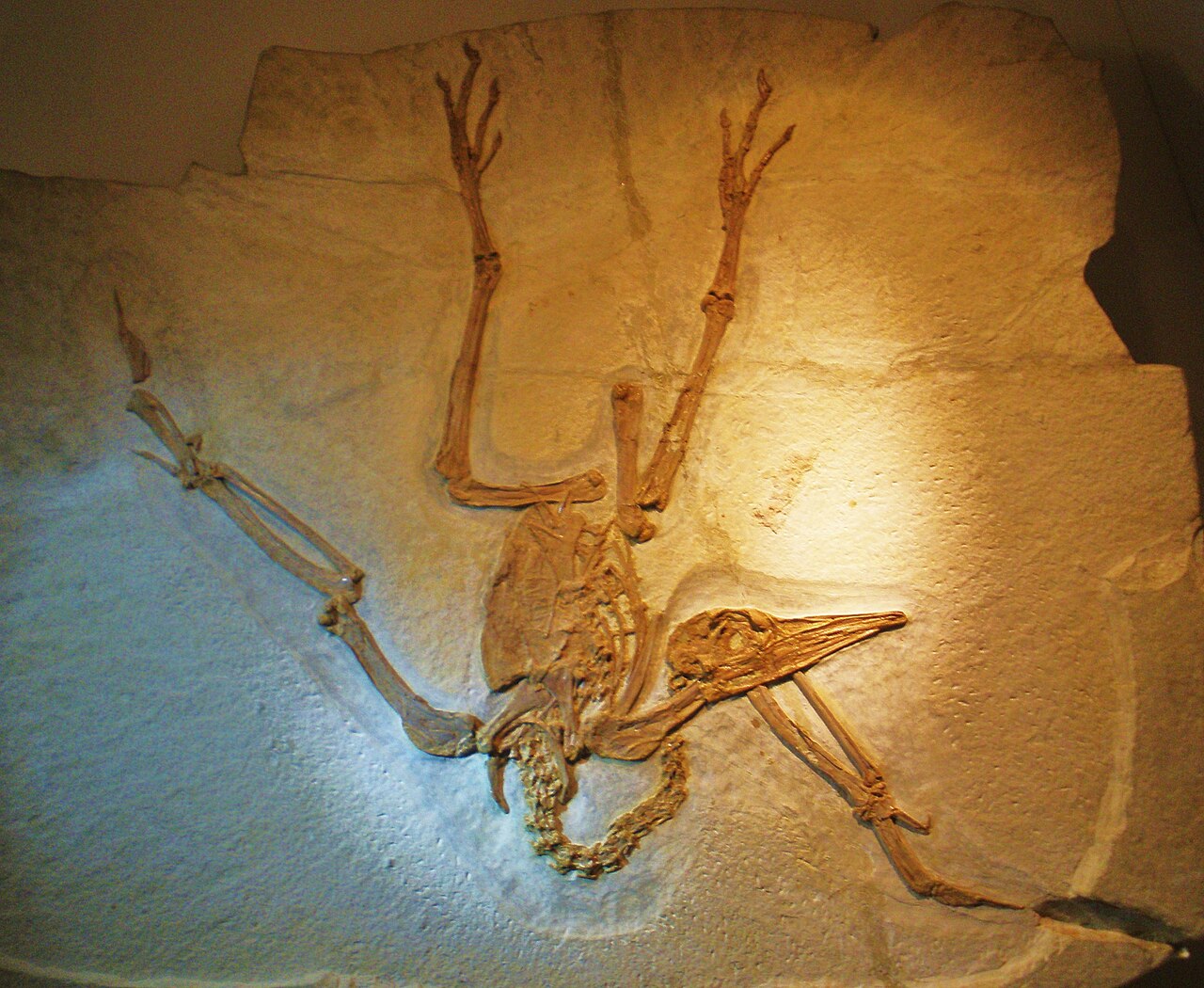 Pseudocrypturus cercanaxius.JPG