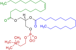 Example of a phosphatidylcholine