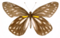 Aid_to_the_identification_of_insects_(Plate_12)_(6025815459)_Thyca_berinda