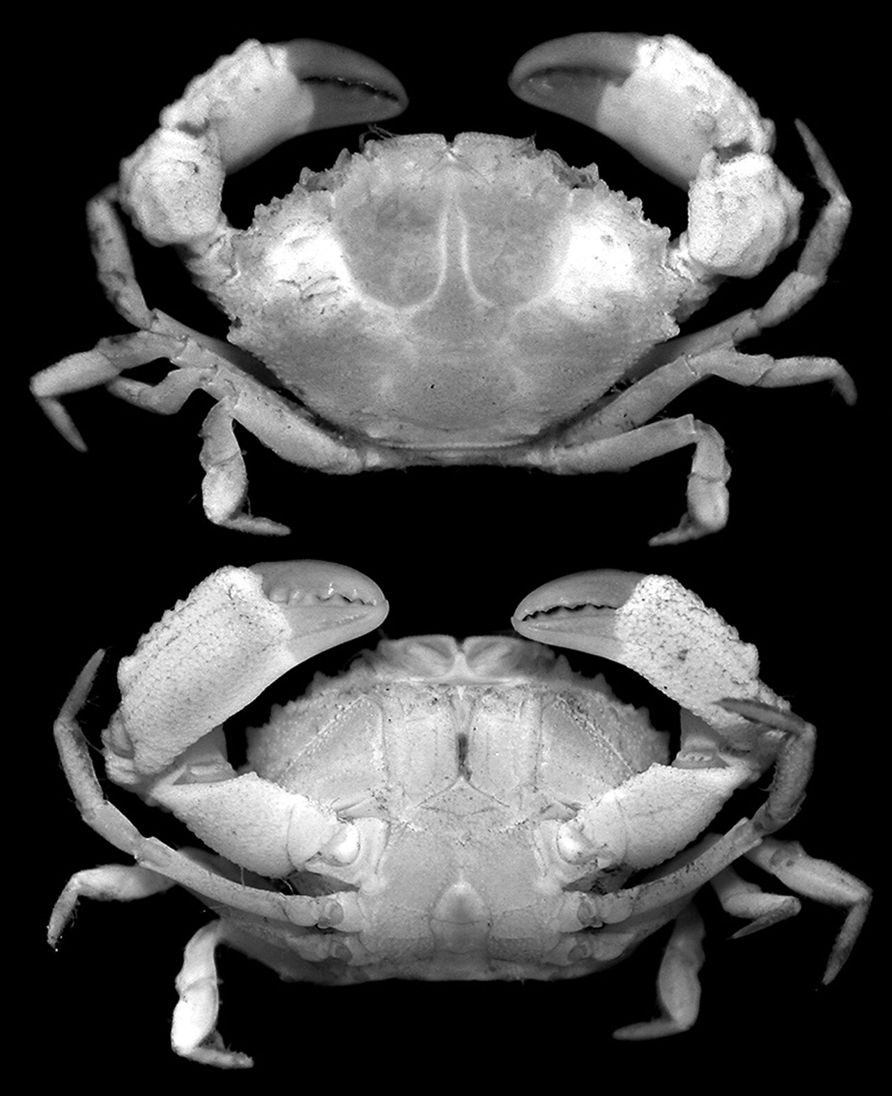 Paraxanthodes cumatodes (10.3897-zookeys.818.32108) Figure 6 (cropped).jpg