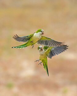 Couple in flight in Mato Grosso, Brazil