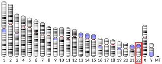 Chromosome 22 (human)
