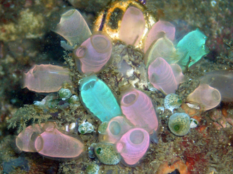 Fluorescent-colored sea squirts, Rhopalaea crassa.