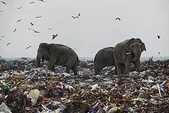 Asian elephants scavenging for food at a municipal dump in Sri Lanka