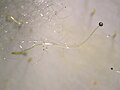 Phycomyces blakesleeanus asexual sporangium