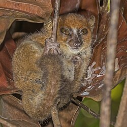 Nosy Be mouse lemur (Microcebus mamiratra), Lokobe Strict Reserve, Nosy Be, Madagascar