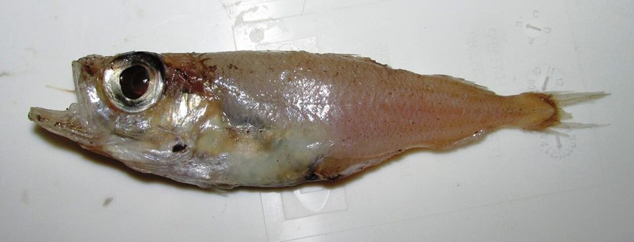 Gadiculus argenteus.jpg