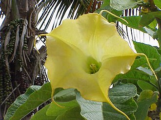 Brugmansia aurea (angel's trumpet)