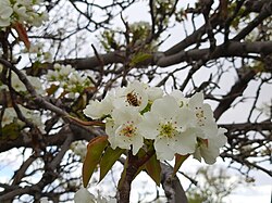 A bee pollinating a pear blossom
