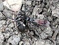 Anoplius viaticus with Nuctenea umbratica prey, England UK