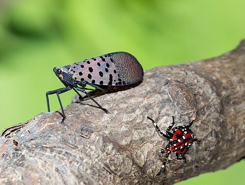 Two spotted lantern-flies on a tree branch