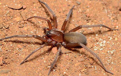 female R. transvaalensis