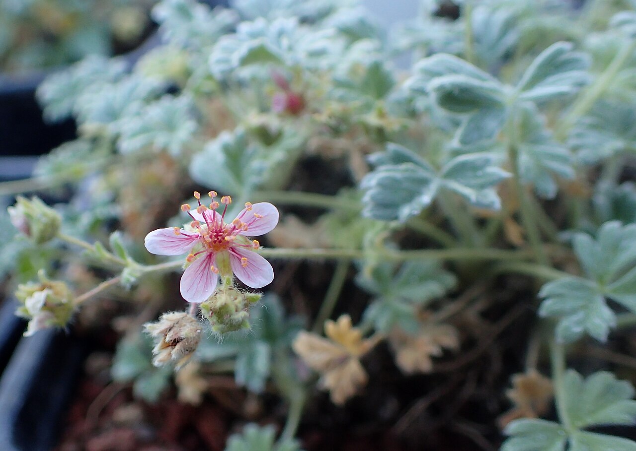 Potentilla porphyrantha kz3.jpg