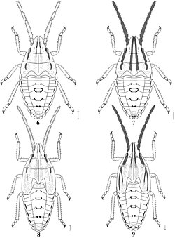 Image of Mecidea Major