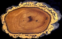 A cross section of the trunk of a cork oak, Quercus suber, showing the thick spongy bark used for making wine bottle corks