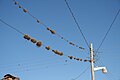 Tillandsia growing on telephone lines in Bolivia
