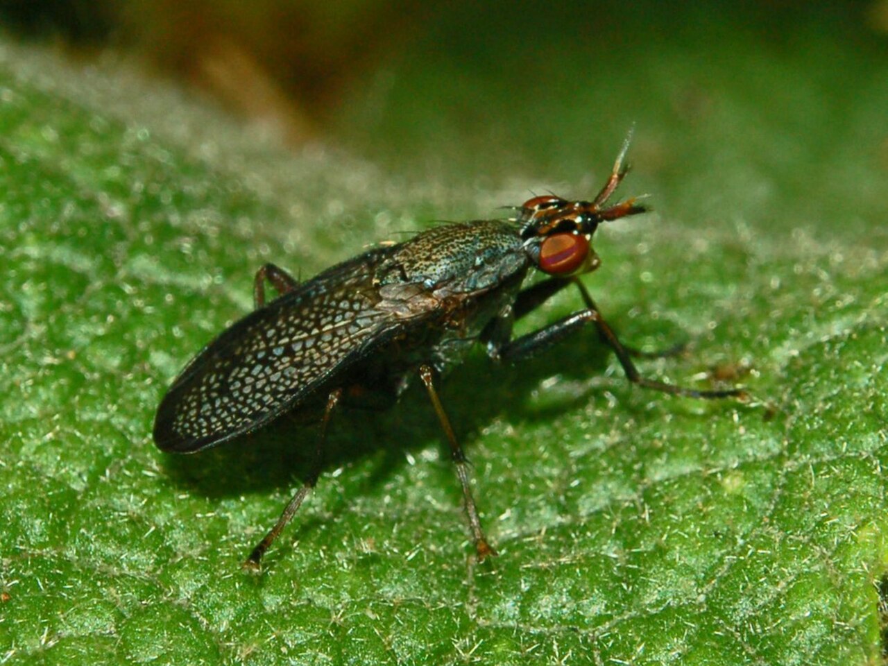 Scyomizidae - Coremacera marginata-1.JPG