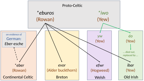 Diagram of Peter Schrijver's reconstruction of the etymology of the Celtic words for "yew"[86]