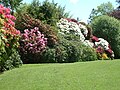 Rhododendrons in flower