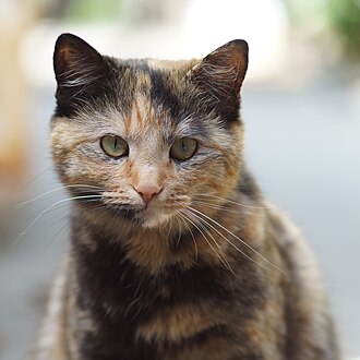 Black tortoiseshell ("tortie")