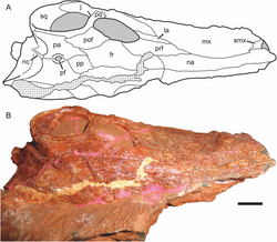 Dorsal view of the fossil skull of a carnivorous animal.
