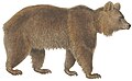 Brown bear