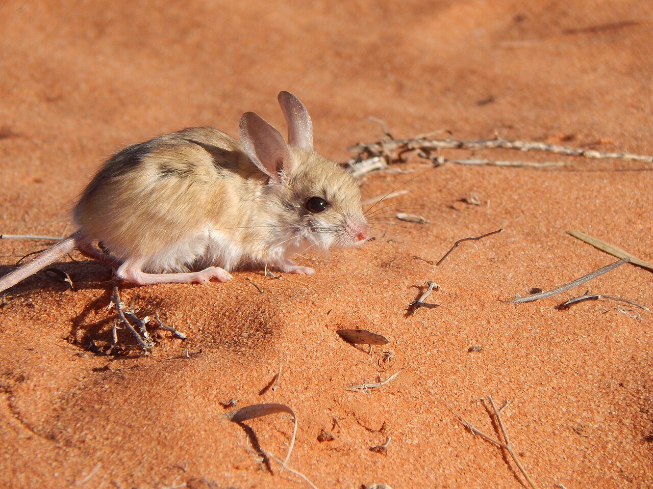 Dusky hopping mouse.jpg