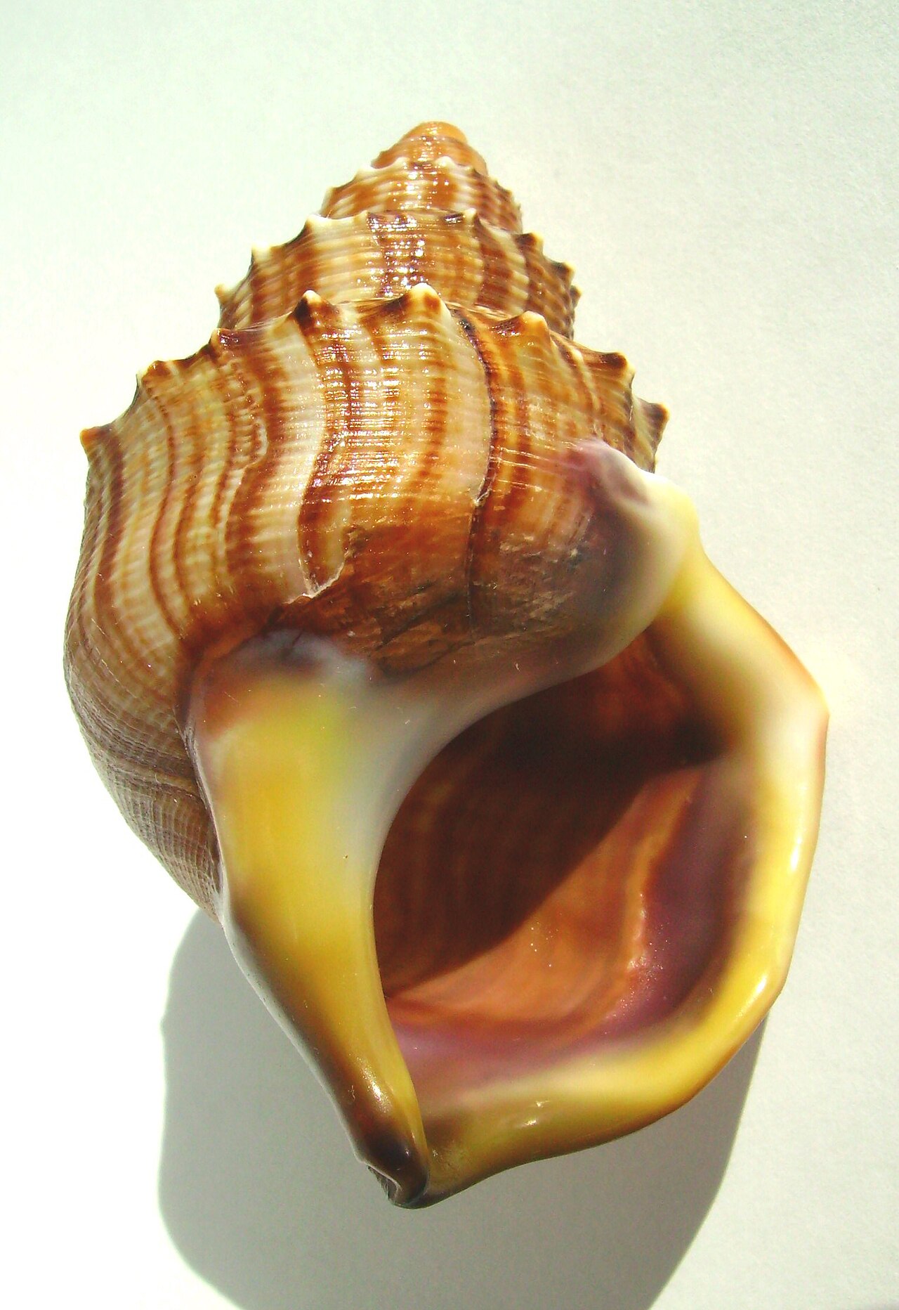 Struthiolaria papulosa (ostrich foot) base.JPG