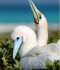 Nesting pair in the Papahānaumokuākea Marine National Monument
