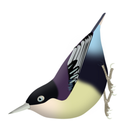 Sitta azurea nigriventer - Western Java Purplish-blue upper parts, blue coverts and buffy belly.