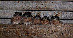 Parents (left) and three chicks
