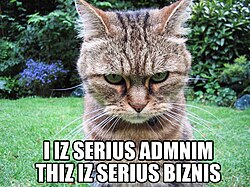 Photo of fierce-looking calico cat with the humorously-misspelled caption, "I iz serius admnim. Thiz iz serius biznis."