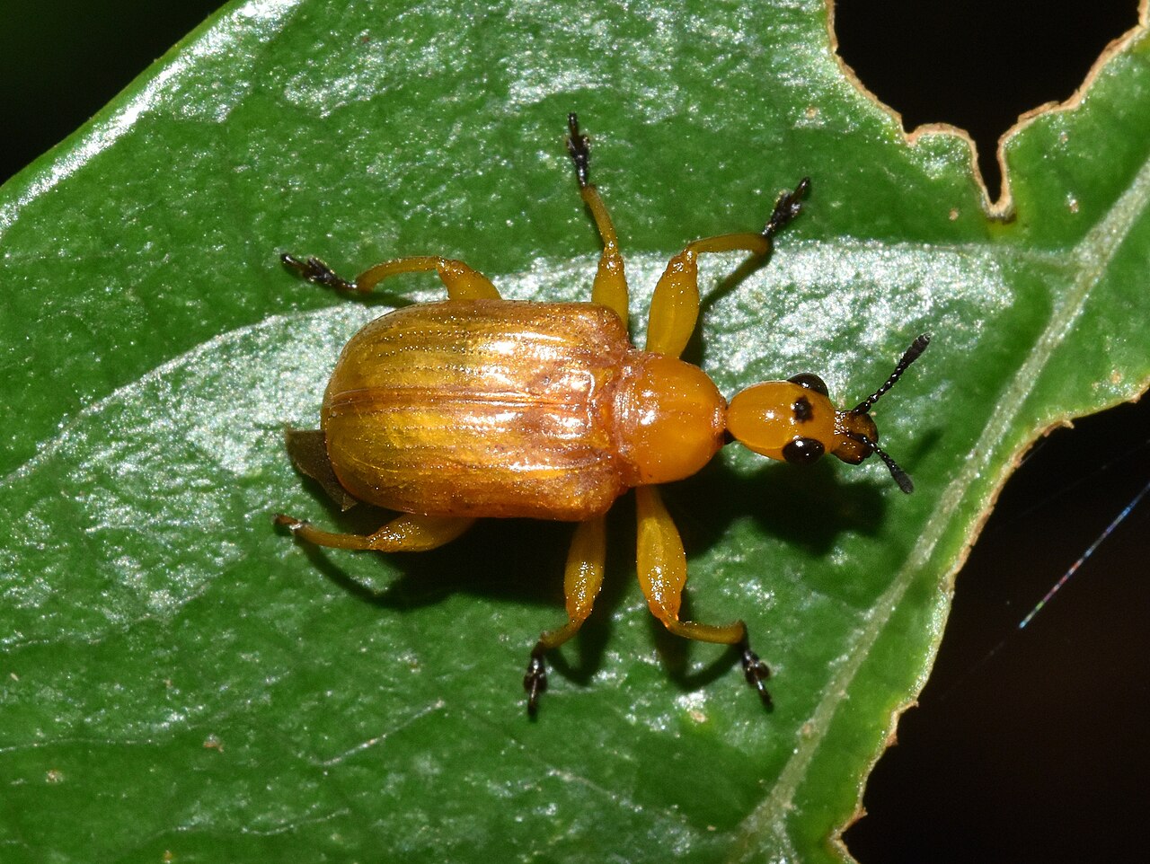 Paratomapoderus maculifrons.jpg