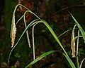 Pendulous sedge