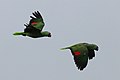 A. a. salvini in flight, Panama