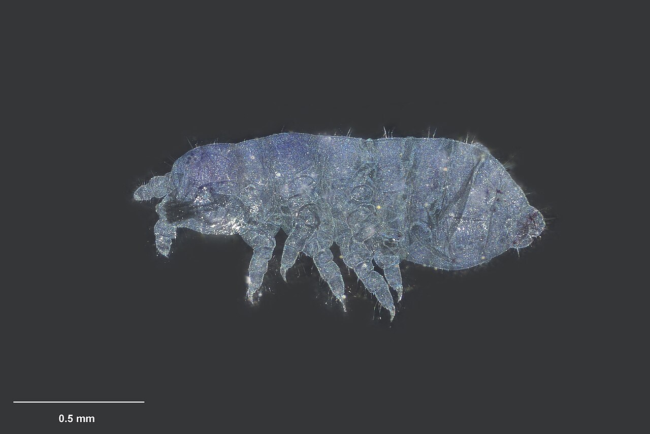MA I144827 Friesea litoralis 02.jpg