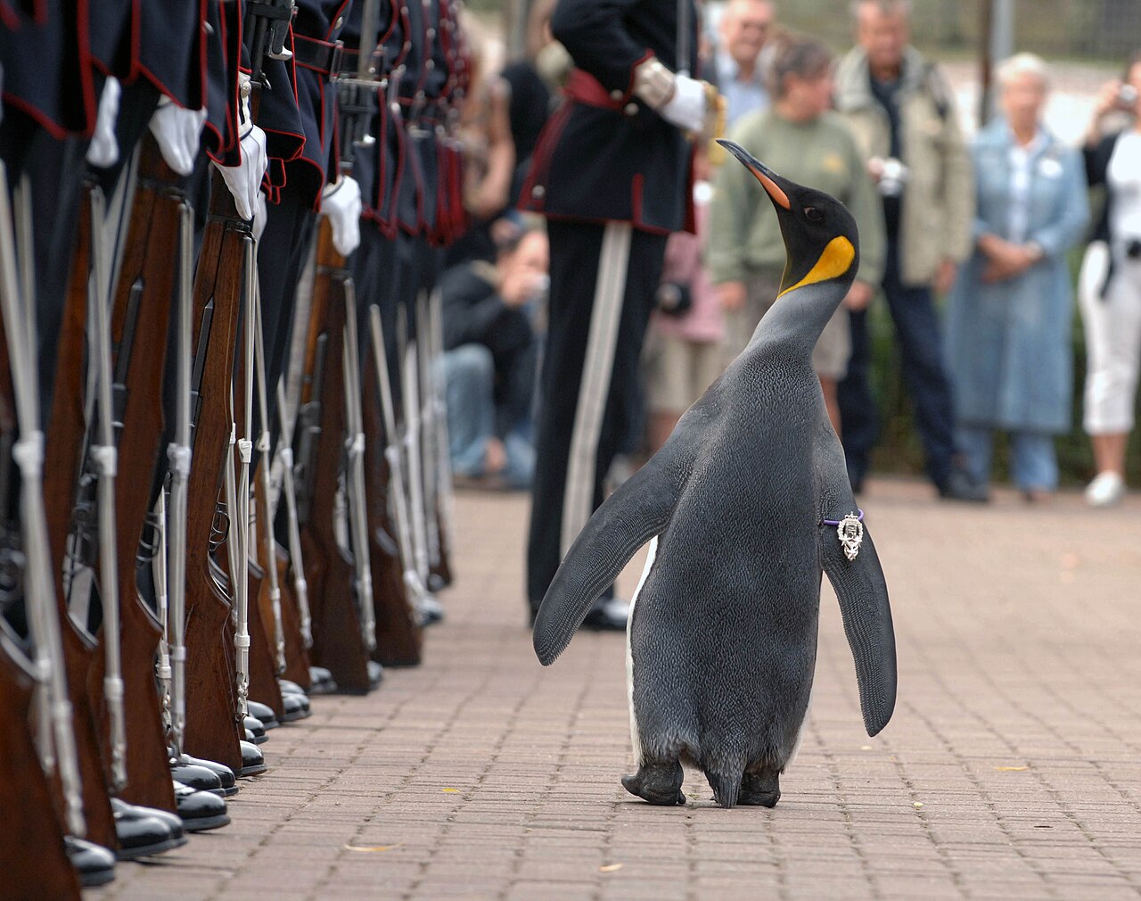 Nils Olav inspects the Kings Guard of Norway after being bestowed with a knighthood at Edinburgh Zoo in Scotland.jpg