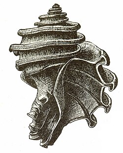 An apertural view of a shell of the ecphora known as Ecphora gardnerae gardnerae, drawn by J. C. McConnell[1]