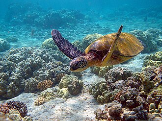 Photo of swimming turtle