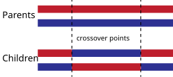 TwoPointCrossover.svg
