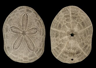 Clypeaster reticulatus (family Clypeasteridae).