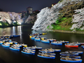 Chidorigafuchi Cherry Blossom Illuminations