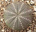 Euphorbia obesa