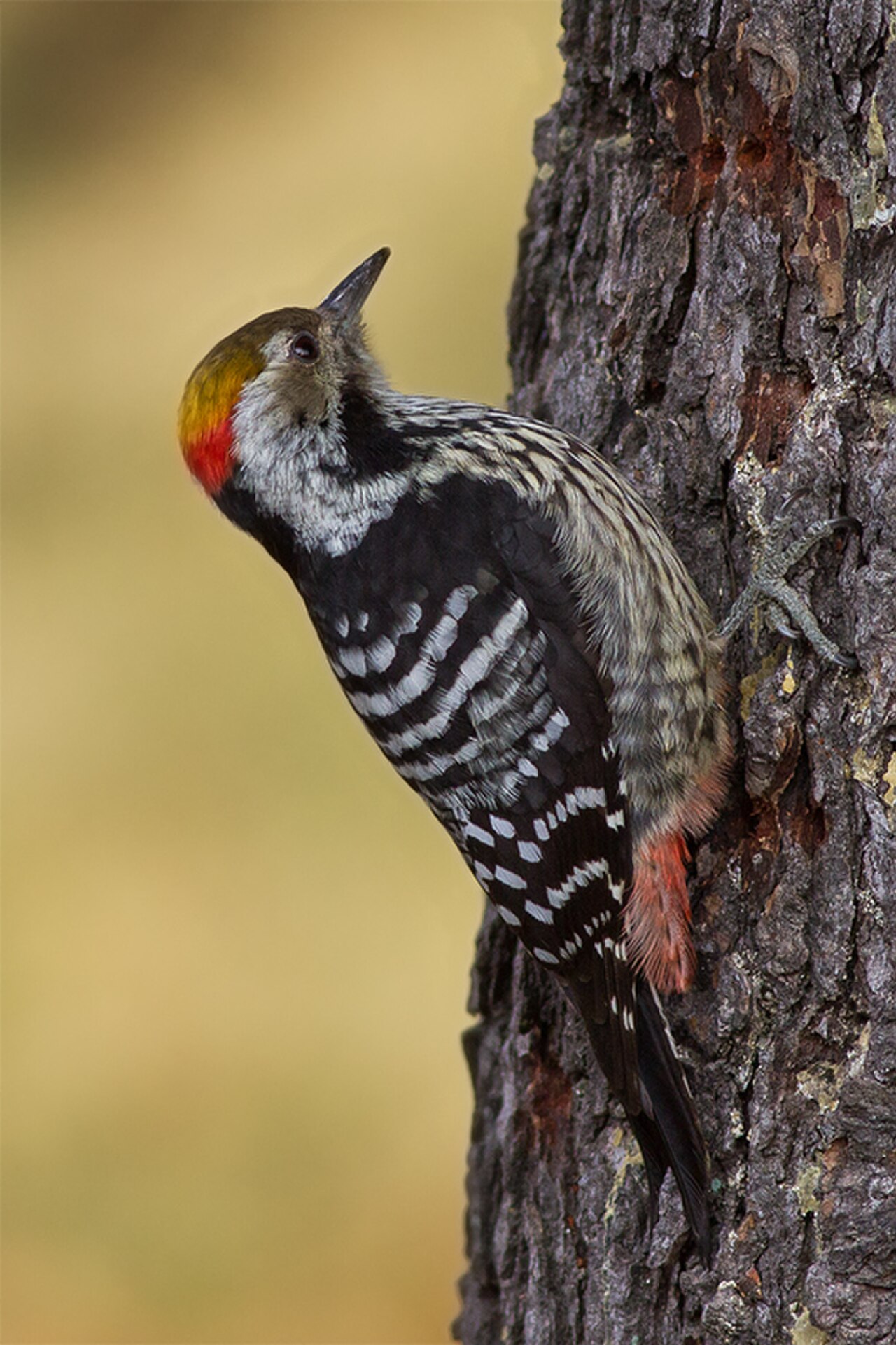 Dendrocopos auriceps -Devidhura, Uttarakhand, India -male-8.jpg