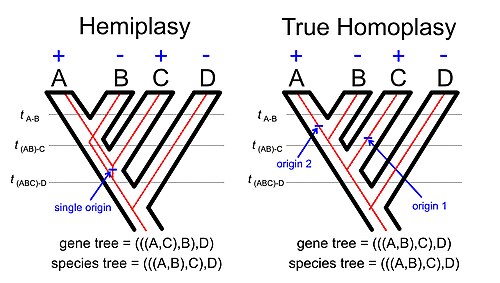 Hemiplasy vs true homoplasy
