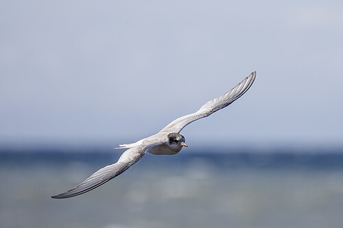 juvenile