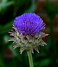 In bloom in a garden near Galveston